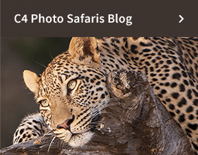 C4 Safaris Blog