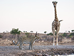 hides photos giraffe drinking